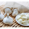 Pure White Garlic Cloves Chinese Garlic